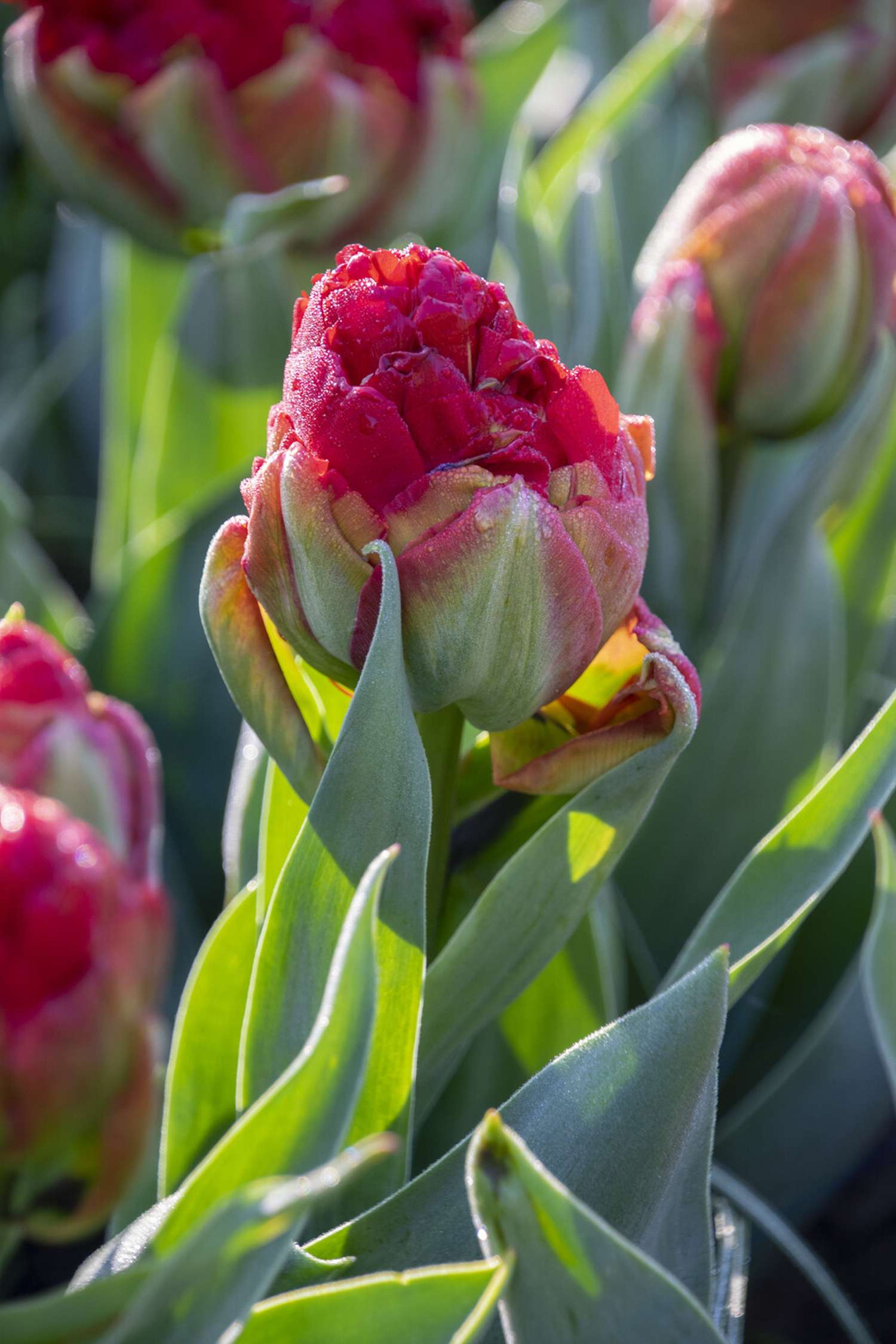 Tulppaani 'Ice Cream Sorbet'
